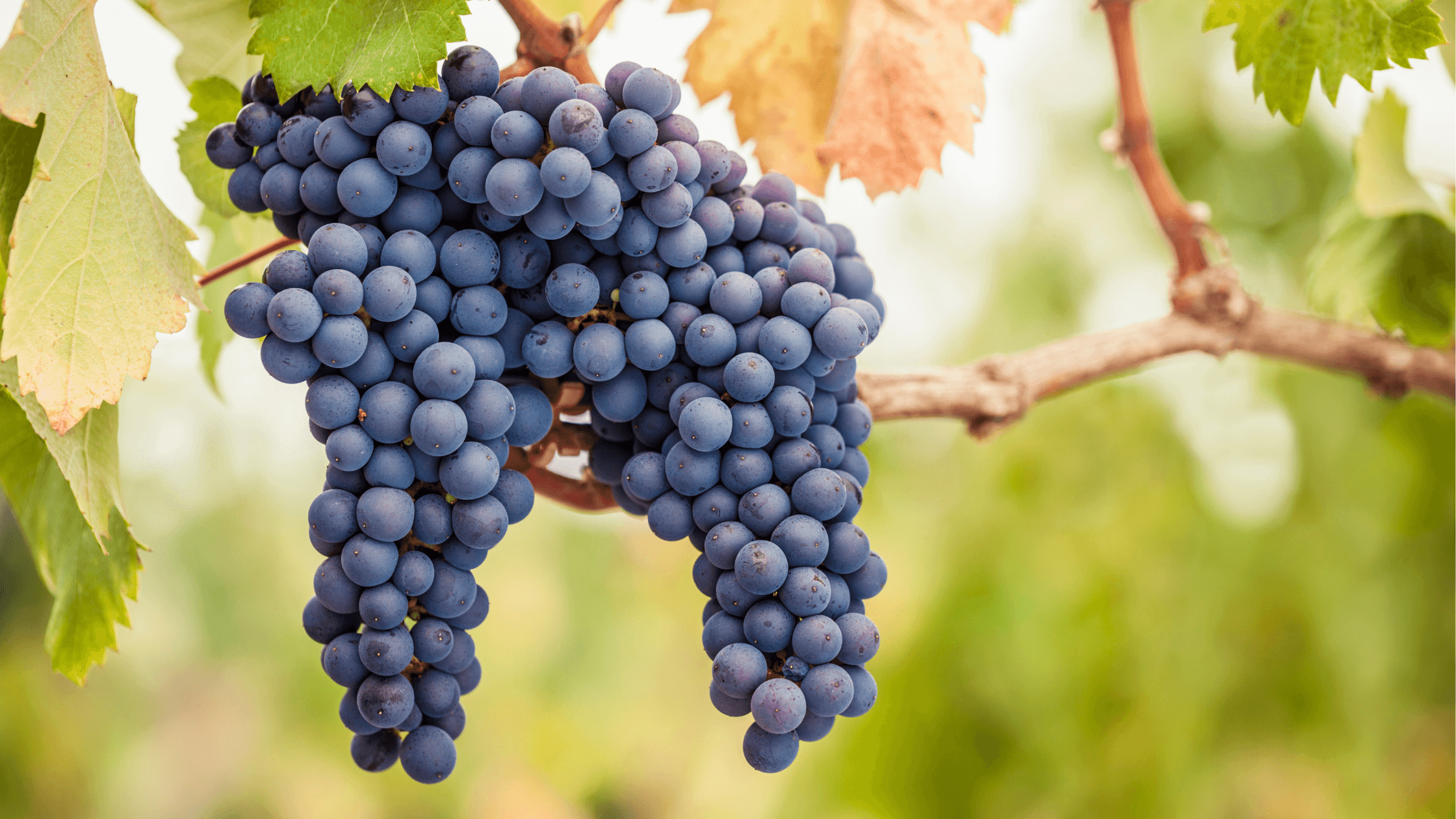 Le sfumature del pinot nero: un viaggio tra eleganza e complessità - Vinolog24.com