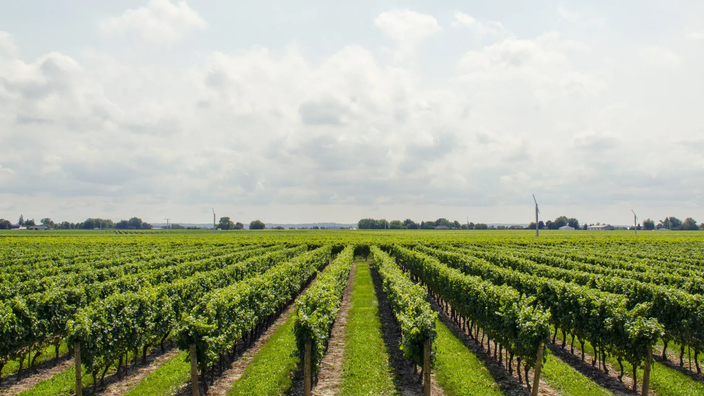 Nuove varietà, vitigni autoctoni e regioni meno note: il futuro del vino