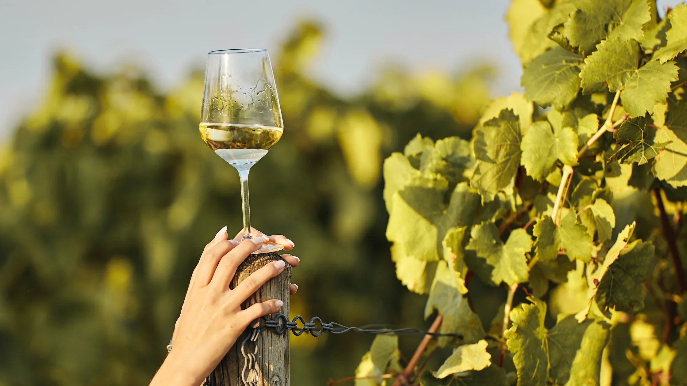 Vini a basso o zero contenuto alcolico: la nuova tendenza del bere consapevole