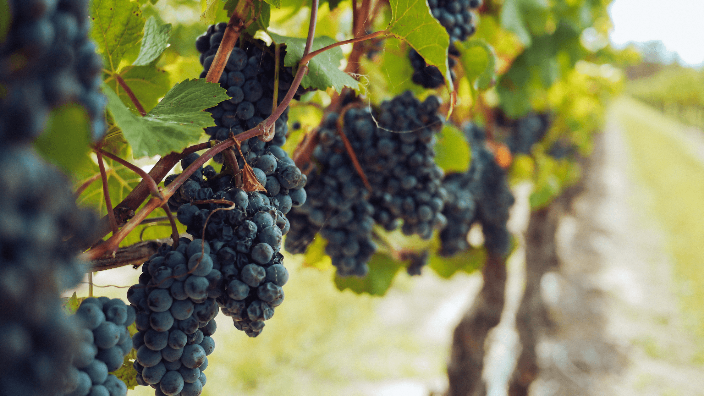 Vini con uva fragola: caratteristiche, storia e curiosità - Vinolog24.com