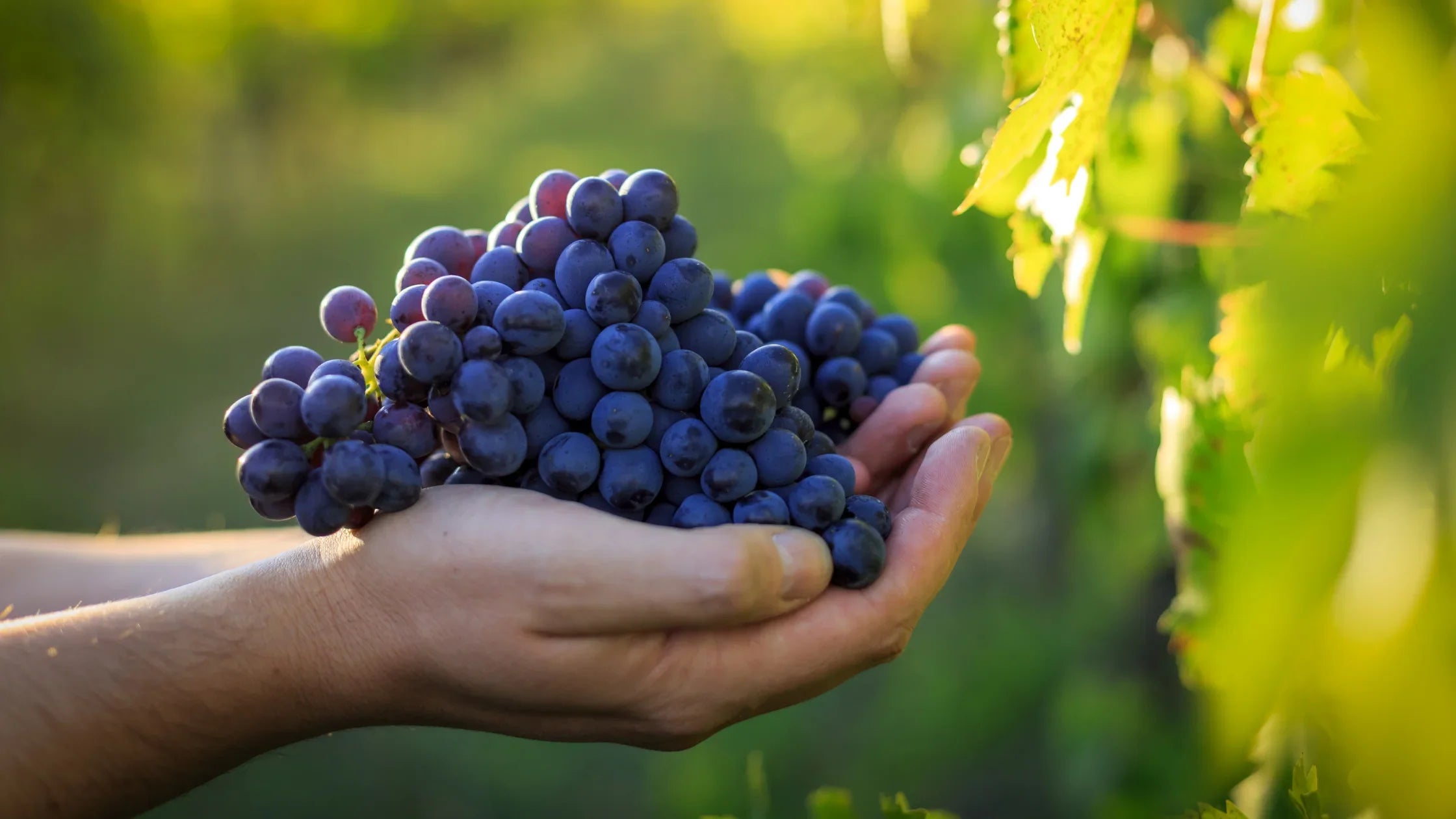 Vini sostenibili, naturali e biologici: guida completa